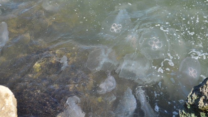 Dozens of moon jellyfish have been spotted washing up on the beaches in Texas or floating in the waters of the Gulf of Mexico in recent days.