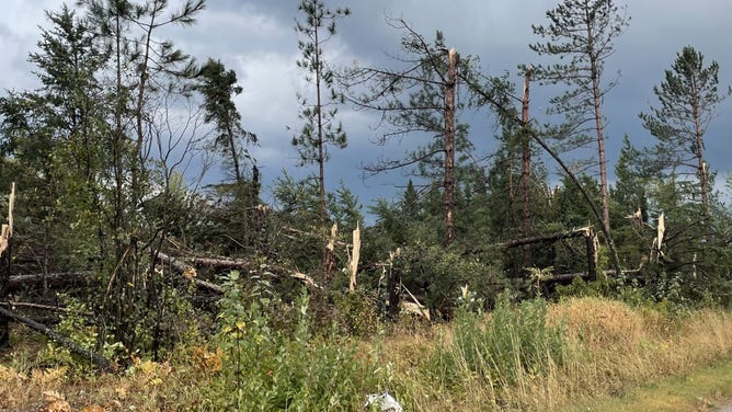 Tree damage in St. Louis County, MN