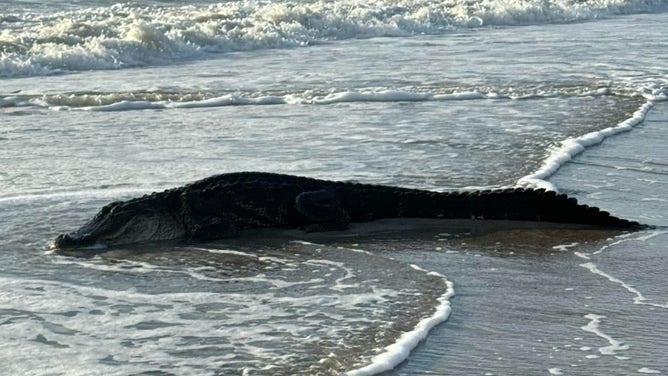 Alligator spotted along the beach in Northeast Florida on Friday morning.