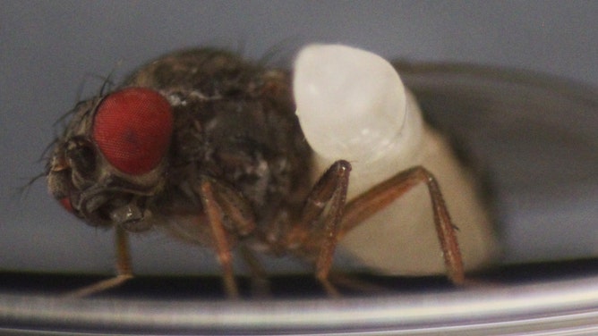 Wasp larva emerging from fruit fly.