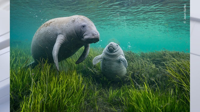 As Clear as Crystal by Jason Gulley, USA Highly Commended, Underwater/Wildlife Photographer of the Year. Wildlife Photographer of the Year is developed and produced by the Natural History Museum, London.
