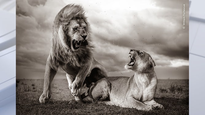 Stormy Scene by William Fortescue, UK Highly Commended, Behaviour: Mammals/Wildlife Photographer of the Year. Wildlife Photographer of the Year is developed and produced by the Natural History Museum, London.