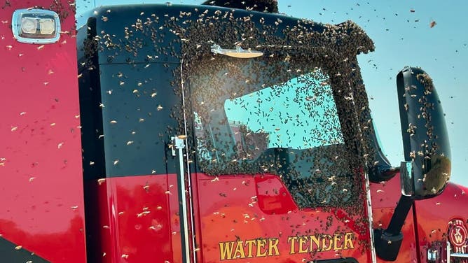 Photo of bees swarming a fire truck at the scene of a wildfire in Stanislaus County, California