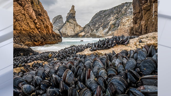Strength in Numbers by Theo Bosboom, The Netherlands Highly Commended, Animals in their Environment/Wildlife Photographer of the Year. Wildlife Photographer of the Year is developed and produced by the Natural History Museum, London.