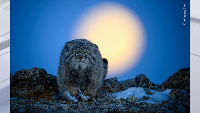 Moonlight Hunter by Xingchao Zhu, China Highly Commended, Behaviour: Mammals/Wildlife Photographer of the Year. Wildlife Photographer of the Year is developed and produced by the Natural History Museum, London.