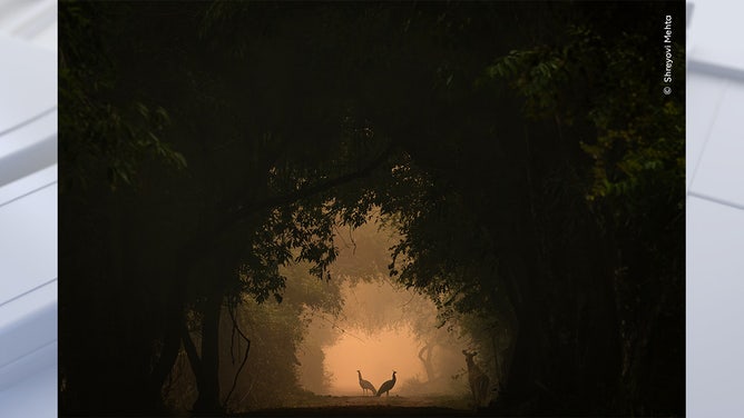 In the Spotlight by Shreyovi Mehta, India Runner-Up, 10 Years and Under/Wildlife Photographer of the Year. Wildlife Photographer of the Year is developed and produced by the Natural History Museum, London.
