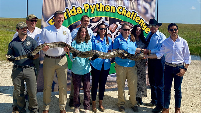 A photo showing one of the pythons caught during the 2024 Florida Python Challenge. 