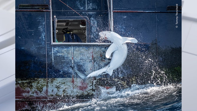 Hooked by Tommy Trenchard, South Africa Highly Commended, Oceans: The Bigger Picture/Wildlife Photographer of the Year. Wildlife Photographer of the Year is developed and produced by the Natural History Museum, London.