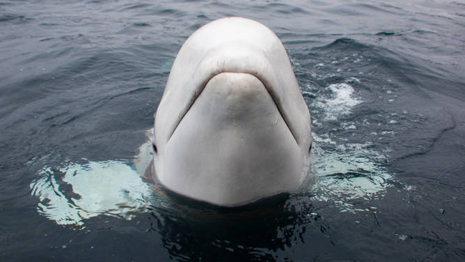 A 2019 archive photo from the Norwegian Directorate of Fisheries shows the beluga whale later named Hvaldimir, discovered in April 2019, wearing a Russian harness.