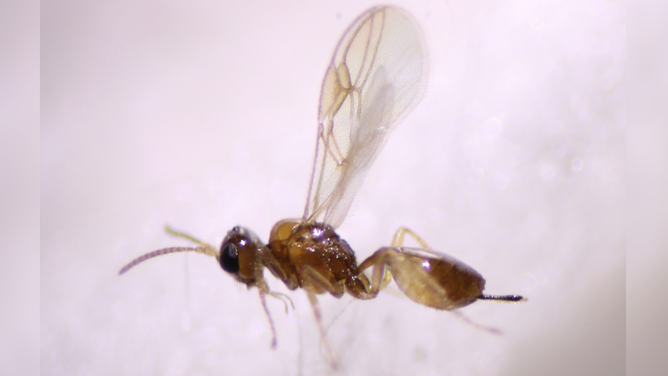 Wasp larvae burst from grownup fruit flies in ugly new discovery