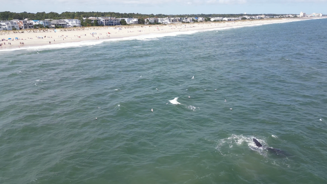 The whale with the beach in the background.