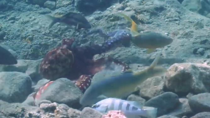 Octopus punches fish.