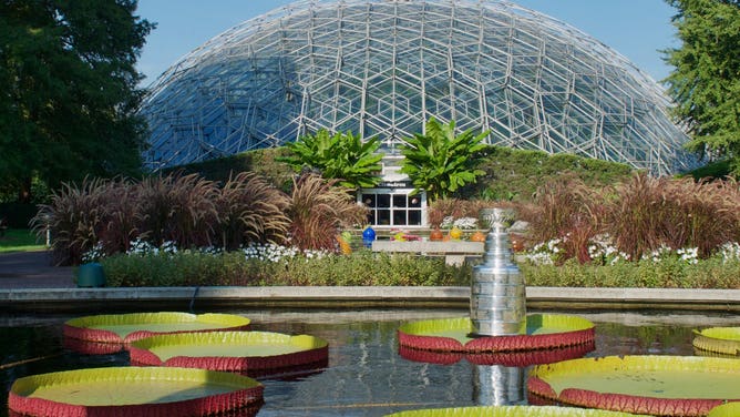 The Stanley Cup on a Victoria Waterlily in 2019 after the St. Louis Blues won the NHL championships. 