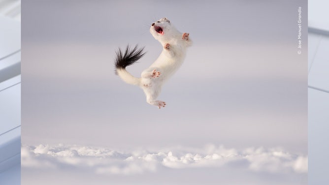 Twist and Jump by Jose Manuel Grandío, Spain Highly Commended, Behaviour: Mammals /Wildlife Photographer of the Year. Wildlife Photographer of the Year is developed and produced by the Natural History Museum, London.