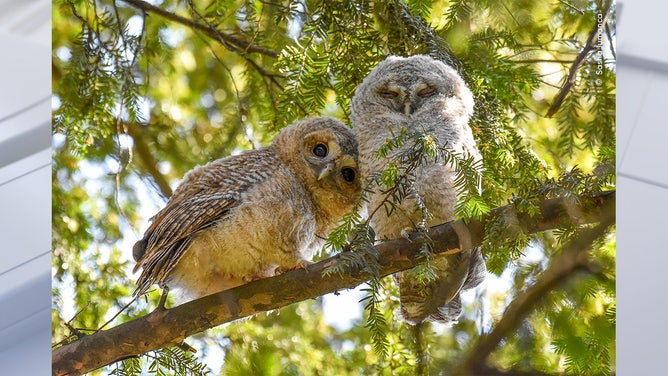 Leaving the Nest by Sasha Jumanca, Germany/Romania Highly Commended, 10 Years and Under/Wildlife Photographer of the Year. Wildlife Photographer of the Year is developed and produced by the Natural History Museum, London.