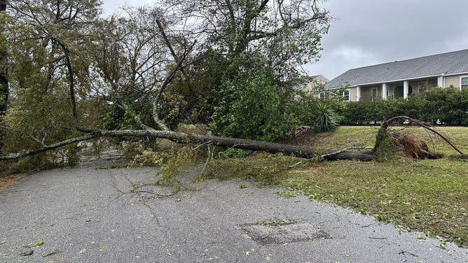 Tree fallen on a road in Augusta, Georgia.
