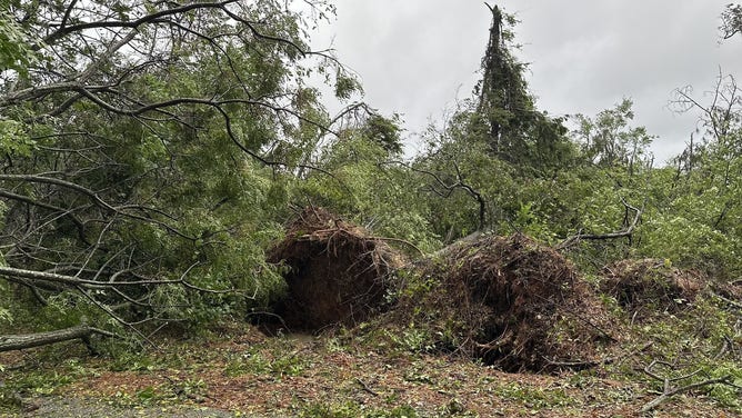 Trees uprooted after Helene in Augusta, Georgia.
