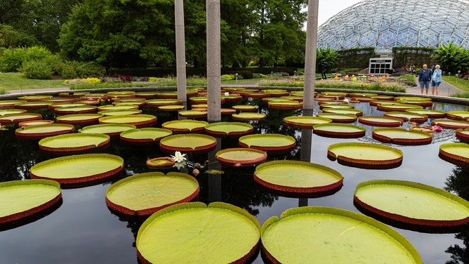 Victoria Waterlily pool at Missouri Botanical Garden in St. Louis.