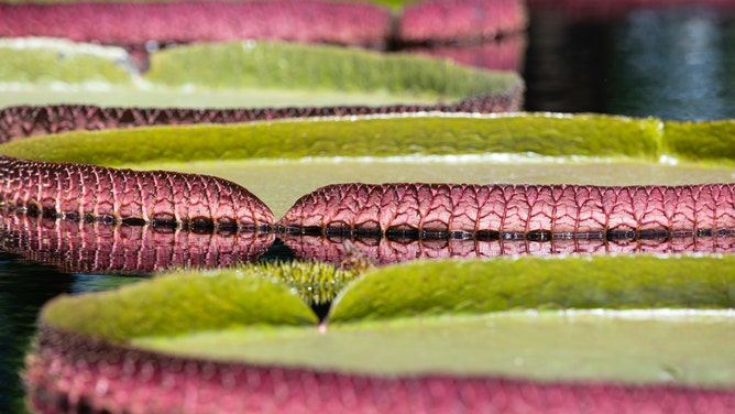 Detailed photo of the Victoria Waterlilies at Missouri Botanical Garden.