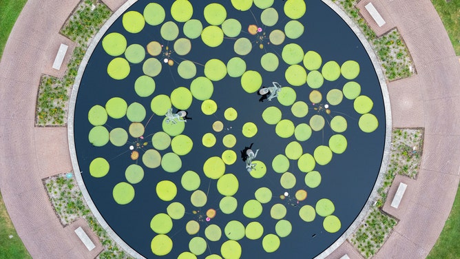Missouri Botanical Garden's Victoria Waterlily pool as seen from above.