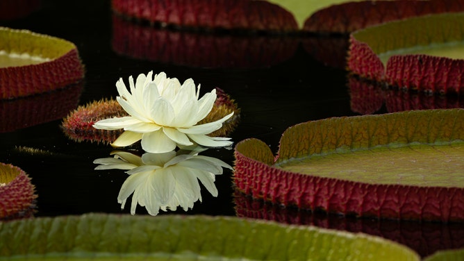 A close-up shot of Victoria Waterlilies at Missouri Botanical Garden.