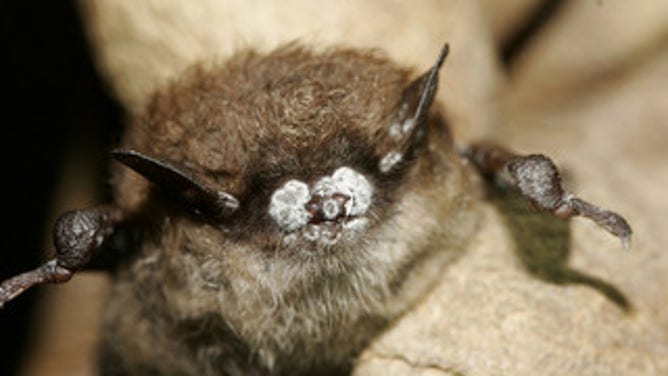 A Little Brown Bat showing a close up of the nose with fungus in New York taken in Oct. 2008. 