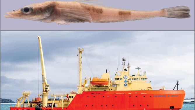 Coverage image of the Akarotaxis gouldae and the Lawrence M. Gould research and supply vessel