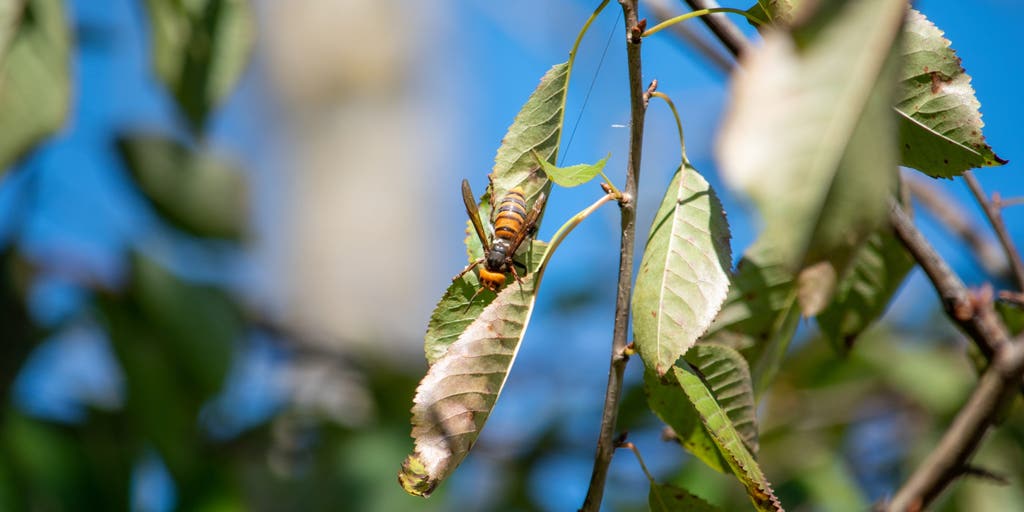 Possible invasive 'Murder' hornet sighting reported in Washington state