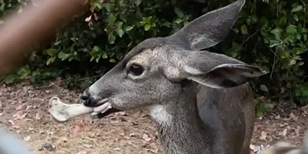 Deer found with large bone stuck in mouth along popular Los Angeles