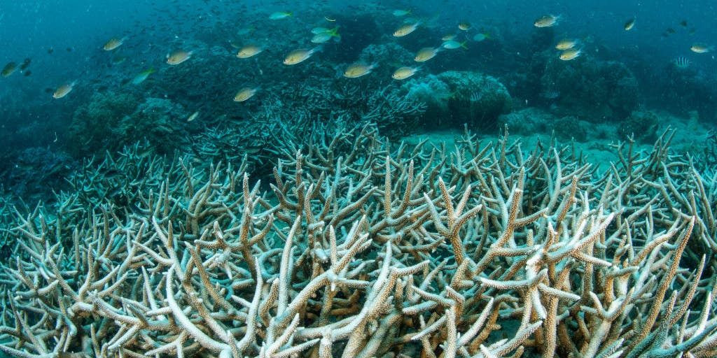 World in midst of greatest coral bleaching event in history