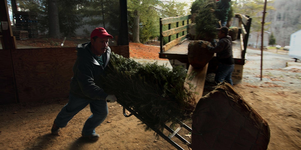 Was North Carolina's Christmas tree industry impacted by Helene? | Fox ...