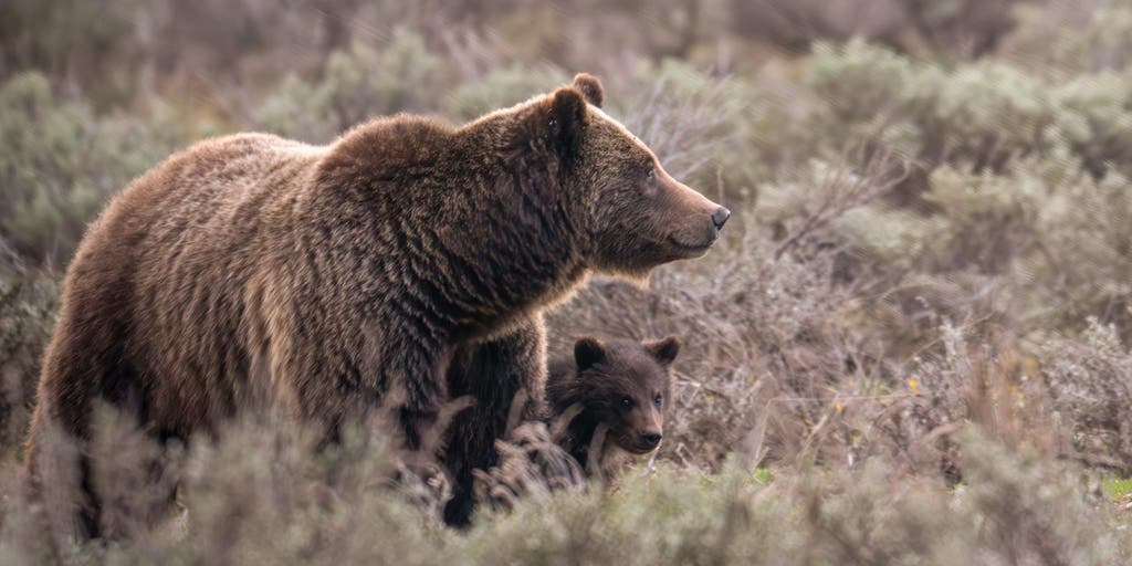 Mother grizzly bear fatally struck by vehicle in Wyoming National Park