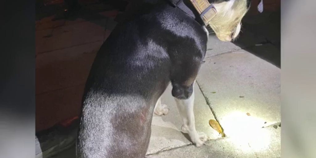 Florida man accused killing dog after becoming angry about Milton power ...