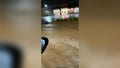 At least 1 dead, hundreds rescued in New Mexico after torrential rain led to Flash Flood Emergency in Roswell - Fox News