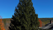 Rockefeller Center Christmas tree revealed: See the tree’s hometown