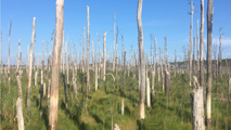 Ghost forests: Eerie remnants of coastal ecosystems