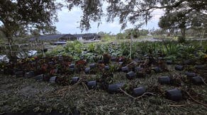 Florida's holiday plant nurseries suffer losses after Hurricane Milton