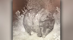 Fattest bear ever? See the Colorado cake monster that is ready for winter