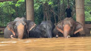 Herd of elephants evacuated from flooded sanctuary in Thailand