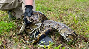 Python found eating deer in Florida stuns scientists