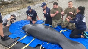 Florida manatees rescued after being stranded on land by Hurricane Helene