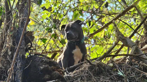 Tennessee dog trapped in tree rescued 3 days after Helene floods