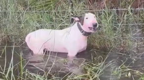 Florida troopers rescue dog tied to pole amid Hurricane Milton floodwaters