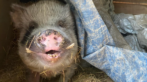 North Carolina animal sanctuary impacted by Helene, saved by community