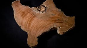 Can ancient tree rings help Earth prepare for dangerous space weather?