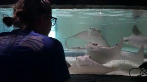 Tropicana Field stingrays relocated after destruction to field during Hurricane Milton