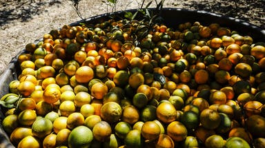 Hurricane Milton impacts already-struggling Florida citrus industry