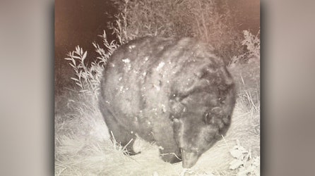 Fattest bear ever? See the Colorado cake monster that is ready for winter