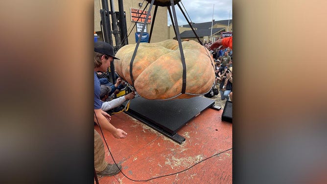 Reigning world champion pumpkin grower Travis Grienger scooped the top prize again this year at the 51st Safeway World Championship Pumpkin Weigh-Off in Half Moon Bay, California. Grienger, the Minnesota champion who made history last year with a world-record-setting 2,749-pound pumpkin, secured this season’s title with a 2,471-pound specimen.