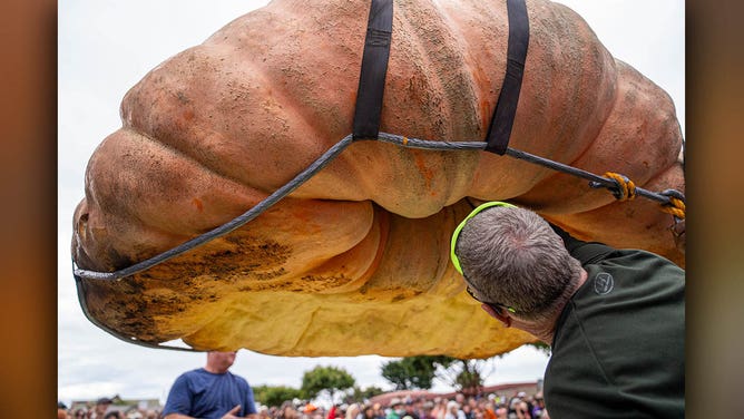 Reigning world champion pumpkin grower Travis Grienger scooped the top prize again this year at the 51st Safeway World Championship Pumpkin Weigh-Off in Half Moon Bay, California. Grienger, the Minnesota champion who made history last year with a world-record-setting 2,749-pound pumpkin, secured this season’s title with a 2,471-pound specimen.